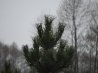DSC 0033