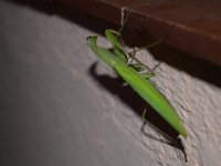 DSC 0199