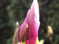 Natura