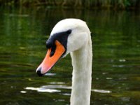 swan